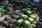 Organic Long-lived Cabbage in the garden with sunlight