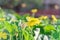 Organic Luffa plant with blossom yellow flowers on pergola at homegrown garden near Dallas, Texas, USA