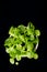 Organic Mache Lettuce, corn salad