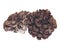 Organic maitake immune enhancing medicinal mushroom