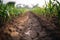 Organic maize farm or corn field seeding and plantign agriculture created by generative AI