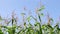 Organic maize field against the blue sky. Slowly panning.