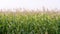 Organic maize field at sunny summer day. Slow motion.