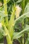 Organic maize plant with young corn cob
