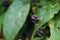 Organic Malabar spinach fruits in a garden