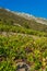 Organic `mali Plavac` grapes in local vineyard, Dingac Borak village, Peljesac Peninsula, Dalmatia, Croatia