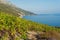 Organic \'mali Plavac\' grapes in local vineyard, Dingac Borak village, Peljesac Peninsula, Dalmatia, Croatia