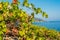 Organic \'mali Plavac\' grapes in local vineyard, Dingac Borak village, Peljesac Peninsula, Dalmatia, Croatia