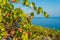 Organic \'mali Plavac\' grapes in local vineyard, Dingac Borak village, Peljesac Peninsula, Dalmatia, Croatia