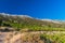 Organic \'mali Plavac\' grapes in local vineyard, Dingac Borak village, Peljesac Peninsula, Dalmatia, Croatia