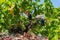 Organic `mali Plavac` grapes in local vineyard,Trstenik village, Peljesac Peninsula, Dalmatia, Croatia