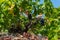 Organic \'mali Plavac\' grapes in local vineyard,Trstenik village, Peljesac Peninsula, Dalmatia, Croatia