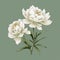 Organic Material: White Peonies On Green Background