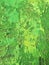 Organic matter summer background with green spring painting texture