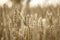 Organic Mature Barley Spikes in the Field