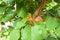 Organic mature yellow apricots hanging on a tree branch in the g