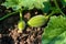 Organic melon plant on the field