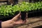 Organic melon seedling in the greenhouse female hand green plant