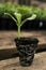 Organic melon seedling in the greenhouse female hand green plant