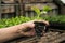 Organic melon seedling in the greenhouse female hand green plant