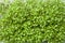 Organic micro-green - background. Microgreen