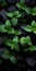 Organic Mint Leaves On Black Shingle: Innovative Tabletop Photography