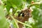 Organic Mulberry fruit. Black ripe and red unripe mulberries on the branch of tree