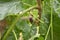 Organic Mulberry fruit. Black ripe and red unripe mulberries on the branch of tree