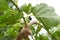 Organic Mulberry fruit. Black ripe and red unripe mulberries on the branch of tree