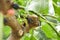 Organic Mulberry fruit. Black ripe and red unripe mulberries on the branch of tree