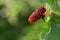 Organic Mulberry fruits with green leafs with Bokeh background out focus.