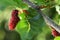 Organic Mulberry fruits with green leaves in natural light condition with Bokeh background out focus.