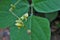 Organic Mung bean plant with flower