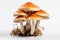Organic Mushroom on white background