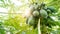 Organic natural papaya tree with sweet many papayas,   papaya on tree with sunshine day.