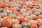 Organic natural ripe pumpkins. Symbol of harvest, Thanksgiving, Halloween. Rustic background.