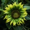 Organic And Ominous: Bright Green Sunflower In Bloom