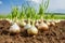 Organic onion harvest and farming techniques on an agricultural plantation