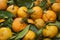 Organic orange mandarins and clementines