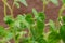 Organic Oregano Plant stalks and leaves isolated on natural burlap. Origanum vulgare. Mint Family Lamiaceae.