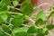 Organic Oregano Plant stalks and leaves isolated on natural burlap. Origanum vulgare. Mint Family Lamiaceae.