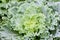 Organic ornamental leaved Kale.