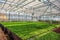 Organic ornamental plants and flowers in modern hydroponic greenhouse or hothouse with climate control system