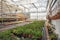 Organic ornamental plants and flowers in modern hydroponic greenhouse or hothouse with climate control system