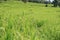 Organic paddy rice, young green ear of paddy in green terraced rice fields on mountain, hill cultivation, agriculture background