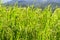 Organic paddy rice, young green ear of paddy in green terraced rice fields on mountain, hill cultivation, agriculture background