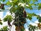Organic papaya tree with a large bunch of papayas and green leaves with blue sky background in tropical Suriname South-America