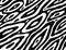 Organic pattern for backdrop design. Zebra stripes and waves. Skratch doodle ornament. Hand drawn texture. Vector artwork