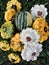 Organic pattypan squashes and baby watermelon, closeup