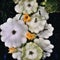 Organic pattypan squashes, closeup